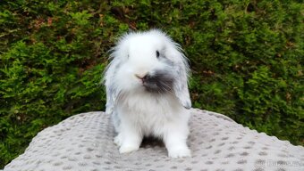 Zakrslý beránek, králíček, králík - MINDY