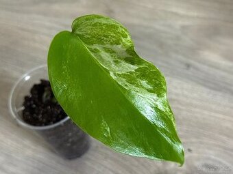 Monstera Deliciosa Albo Variegata