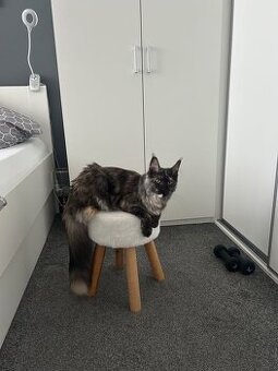 Daruji mainskou mývalí kočku – 8 měsíců,kastrovaná