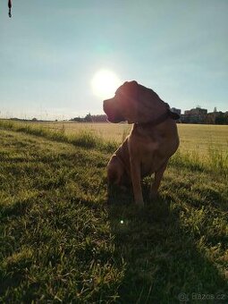 Cane Corso