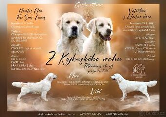 Golden retriever -Zlatý retrívr