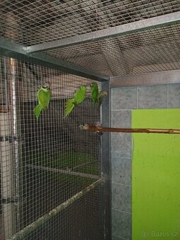 Alexandr růžový vousatý a Alexandr malý