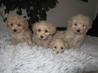 Maltipoo štěňátka