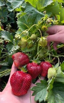 Sazenice jahod Darselect