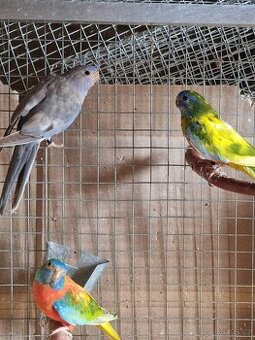 Neofema modrohlava mutace