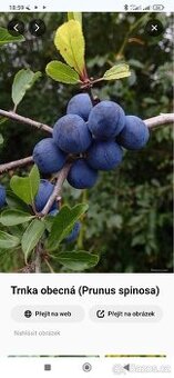 Mandlovice, Ořechovka, Slivovice