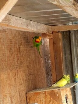 Papoušek nádherný