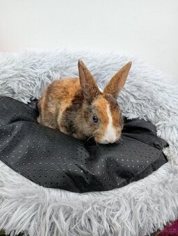 Zakrslý králíček rex I1