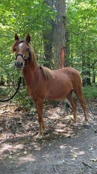 2 klisnicky welshpartbred 22 měsíců