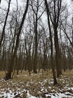 Prodej lesního pozemku k.ú. Přerov nad Labem