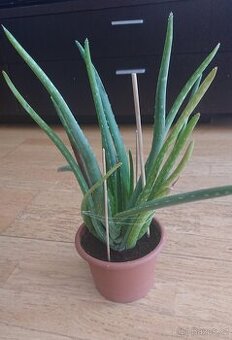 Aloe vera – větší zakořeněné sazenice