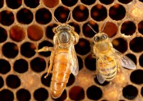 včelí matky Buckfast F1 z inseminované matky - 1