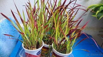 IMPERATA CYLINDRICA RED BARON POSLEDNÍ KUSY - 1