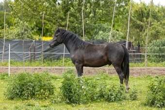 Huculský hřebec, Hucul, malý kůň, pony, tobiano