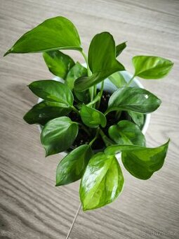 Epipremnum Global green