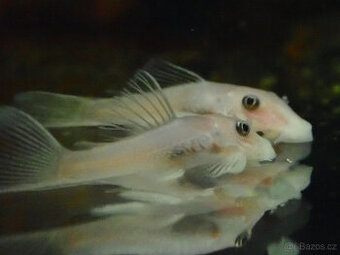 ancistrus L144 snow white - 1
