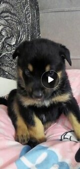Štěně 🐕 - 1