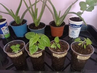Sazenice sazeničky chilli paprik