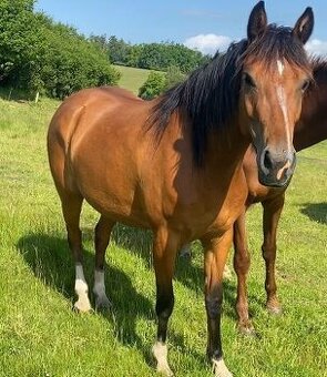 Klisna pony