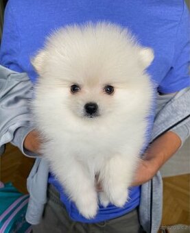 Pomeranian pejsek