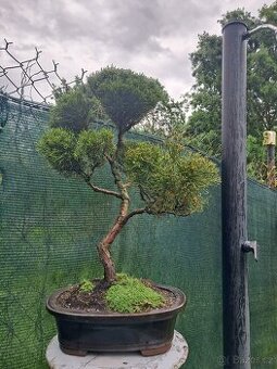 Bonsai,bonsaj Jalovec