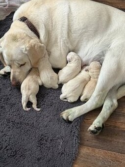 Štěňata Labradora