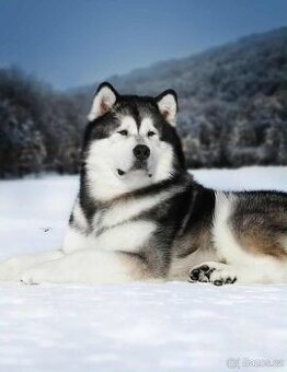 Štěňátka Aljašský malamut