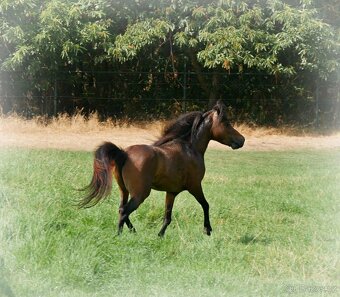 Valach - Minihorse na prodej