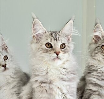 ⚜️Heidi⚜️ s PP Maine Coon Mainská mývalí