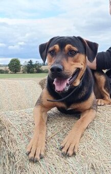 Kříženec ovčáka s rotvajlerem