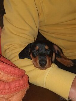 Štěňátko jezevčíka - 1