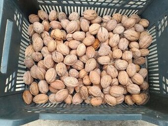 Vlašské ořechy z vlastní zahrádky