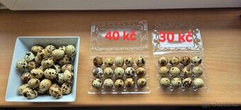 Prodám krepelči vajíčka