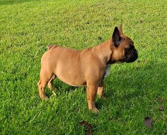 Francouzsky buldoček s PP - psík