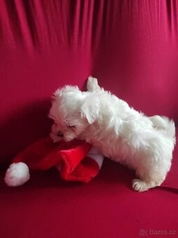 Maltézák, maltézáček, maltézský psík