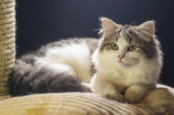 Sibiřská kočka -  kočička s PP Ruffian