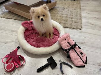 Štěňátko (fenka) pomeraniana