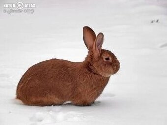 Burgundský králík