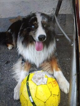 Border kolie Austrálsky ovčák