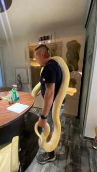 krajta tmava albin - cca 4m