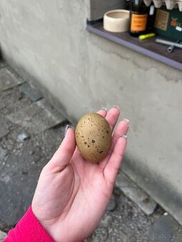 Násadová vajíčka araukana lavender