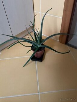 Aloe