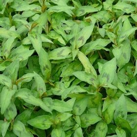 Koriandr vietnamský - Léčivá rostlina