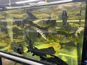 Prodam arowana - cichla- guramy