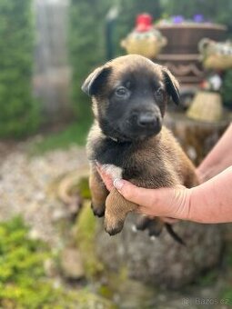 Belgický ovčák malinois s PP