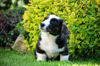 Welsh corgi cardigan
