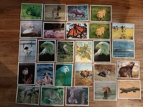 Animal kingdom, Hokej, Spookies, Star Wars, WWF, Patrola