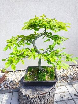 Tvarovaný strom, bonsai, niwaki, yamadori