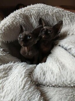 sphynx koťátko