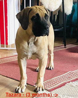 Boerboel štěně (FCI pp)